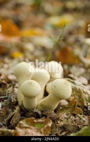 Un'immagine verticale della palla comune (Lycooperdon perlatum) che cresce nella foresta e circondata da foglie cadute. Foto Stock