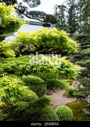 Acero con foglie verdi fresche nel tradizionale giardino giapponese in primavera Foto Stock