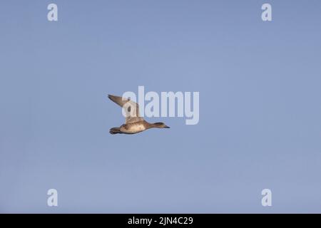 Wigeon Eurasian Mareca penelope, adulta di volo femminile, Suffolk, Inghilterra, settembre Foto Stock