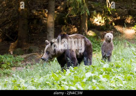 Orso bruno europeo (Ursus arctos arctos) adulto e cucciolo in radura boschiva, Transilvania, Romania, giugno Foto Stock