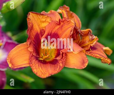 'Ballyhoo' Daylily, Daglilja (Hemerocallis) Foto Stock