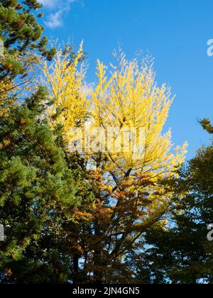 Albero di ginkgo dorato sui terreni di Suwa Taisha Shimosha Akimiya in autunno - Suwa Grand Shrine, prefettura di Nagano, Giappone Foto Stock