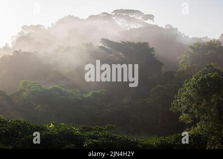 Paesaggio di Panama con foresta pluviale umida e misteriosa all'alba nel parco nazionale di Soberania, provincia di Colon, Repubblica di Panama, America Centrale. Foto Stock