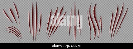 Graffi di sangue di artigli selvatici animali, segni di taloni rossi spaventosi isolati su sfondo trasparente. Illustrazione vettoriale realistica di tagli strappati da gatto, tigre o zampa di orso, attacco mostro Illustrazione Vettoriale