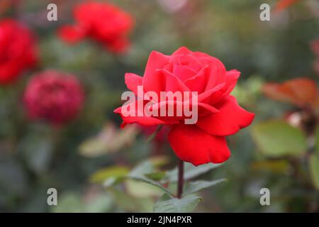 Piantagione di rose. Rose crescenti per giovani pianta. Fattoria di rose. Foto Stock