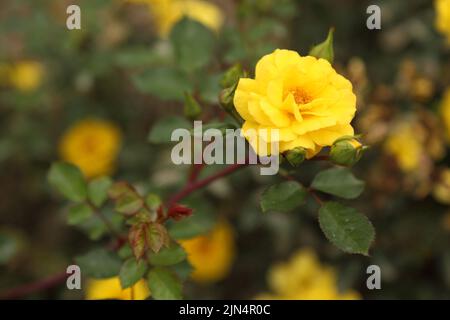 Piantagione di rose. Rose crescenti per giovani pianta. Fattoria di rose. Foto Stock