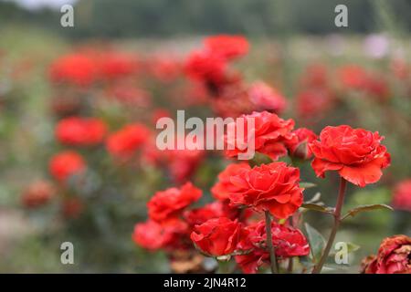 Piantagione di rose. Rose crescenti per giovani pianta. Fattoria di rose. Foto Stock