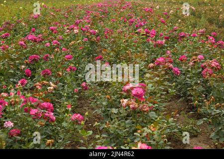 Piantagione di rose. Rose crescenti per giovani pianta. Fattoria di rose. Foto Stock