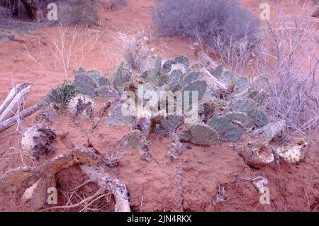 Foto di Opuntia comunemente chiamato cactus di pera o pera, un genere di piante fiorite della famiglia dei cactus Cactaceae trovato nel Parco Nazionale degli Arches Foto Stock