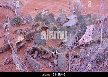 Foto di Opuntia comunemente chiamato cactus di pera o pera, un genere di piante fiorite della famiglia dei cactus Cactaceae trovato nel Parco Nazionale degli Arches Foto Stock