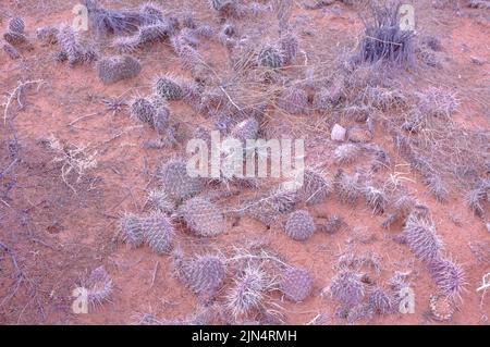 Foto di Opuntia comunemente chiamato cactus di pera o pera, un genere di piante fiorite della famiglia dei cactus Cactaceae trovato nel Parco Nazionale degli Arches Foto Stock