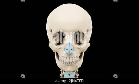 3d rappresentazione medica accurata di un cranio umano su sfondo nero. Foto Stock