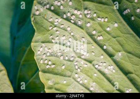 Un sacco di mosche bianche copriva una foglia di un crescente cavolo bianco primo piano. Imbiancamento sul lato inferiore del cavolo verde Foto Stock