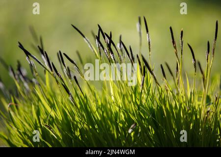 Carex cespitosa. Giovani bordi verdi. Fioriture spionette nere di sedge. Erba primaverile, erbaccia su uno sfondo naturale sfocato Foto Stock