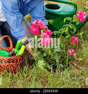 Donna giardiniere piantando un'inzucciatura di rosa rossa Foto Stock
