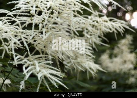 Aruncus dioicus, noto come barba di capra, barba di buca o piume di sposa, una pianta erbacea perenne fiorente Foto Stock