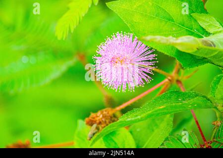 mimosa pianta, pianta sensibile o putri malu o pianta sonnolenta (Mimosa pudica) su parco fiore di pianta sensibile Foto Stock