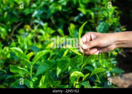 Primo piano le donne mano dito che raccoglie le foglie di tè in una piantagione di tè per il prodotto, naturale selezionato, foglie di tè fresco in fattoria di tè in indonesia Foto Stock