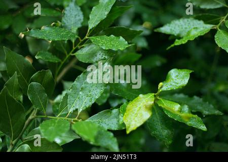 Baia fresca feaves sfondo. Primo piano rami di alloro Foto Stock