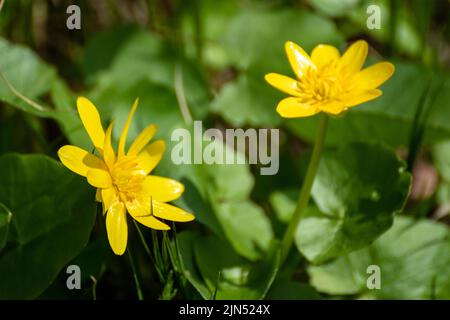 Giallo celandina minore, ficaria verna primavera fiori, luminoso verde soleggiato primo piano. Natura in fiore con sfondo sfocato Foto Stock