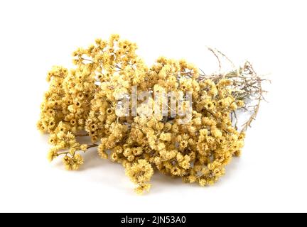 Ramo di Helichrysum di fronte a sfondo bianco Foto Stock