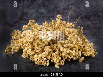 Ramo di Helichrysum di fronte a sfondo bianco Foto Stock