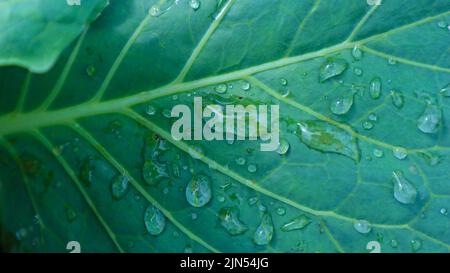 rugiada mattutina sulle foglie gocce d'acqua rugiada al mattino all'aperto primo piano macro, panorama. Bella immagine artistica di purezza e freschezza dell'Europa Foto Stock