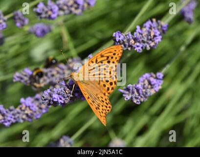 Kaisermantel, Argynnis pahia gehoert zu den Edel- Schmetterlingen und sind Insekten mit grossen Fluegeln. Mantello imperiale, Argynnis pahia appartiene t Foto Stock