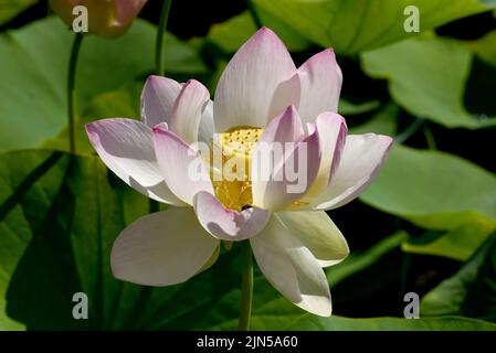 Lotussamen von der Lotosblume, loto nucifera, ist essbar und kann auch zum Aussaehen verwendet werden. Molehills sui prati può lasciare segni sgradevoli. Foto Stock