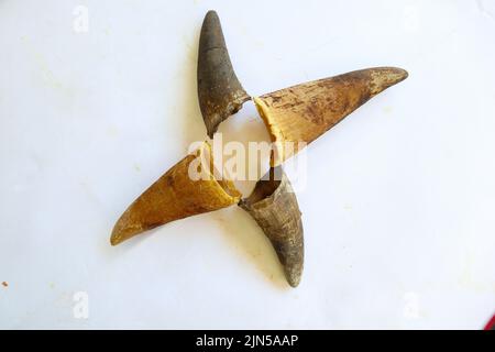 Testa cranio vacca / bufala con corna su sfondo bianco mattone Foto Stock