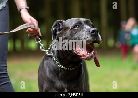 Ritratto divertente di cane corso a piedi nel parco. Foto di alta qualità Foto Stock