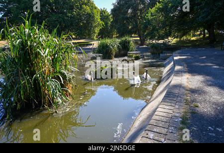 Hove , Brighton UK 9th Agosto 2022 - Bassi livelli dell'acqua allo stagno del parco del Queens a Brighton su un altro giorno caldo asciutto di sole come alcune aziende dell'acqua stanno imponendo i divieti del hosepper in parti della Gran Bretagna questa settimana: Notizie dal vivo del accreditamento Simon Dack / Alamy Foto Stock