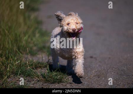Un primo piano di un piccolo terrier Lakeland a tre zampe dai capelli ricci a Marymoor fuori dalla zona del cane del guinzaglio Foto Stock