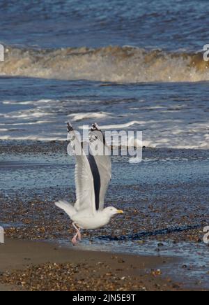 seagull circa per prendere in aria woodbridge suffolk inghilterra Foto Stock