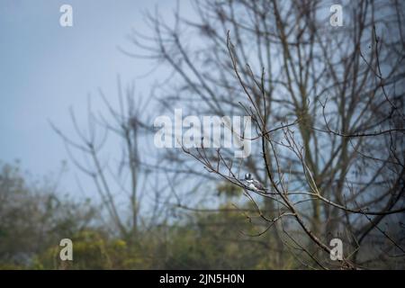 Kingfisher crestato o Megaceryle lugubris arroccato sul ramo nella stagione invernale alla zona dhikala del parco nazionale jim corbett selvaggia foresta all'aperto safari Foto Stock