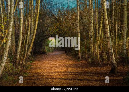 Una bella vista di un passaggio coperto di foglie con alberi che si allineano sulla strada nella stalla mercer Foto Stock