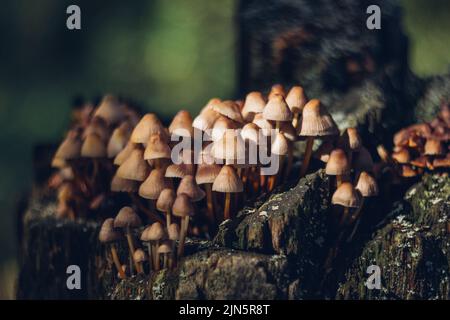Piccoli funghi marroni Micena inclinata su un ceppo marcio. Closeup di funghi micena. Foto Stock