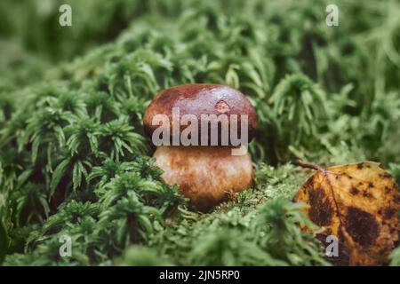 Piccolo penny Bun in muschio verde primo piano. Funghi commestibili boleto edulis, ceps, porcini nella foresta. Stagione funghi. Foto Stock