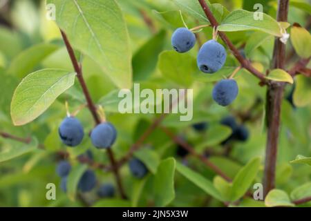 Bacche dolci di miele blu sul cespuglio nel giardino estivo. Primo piano Foto Stock