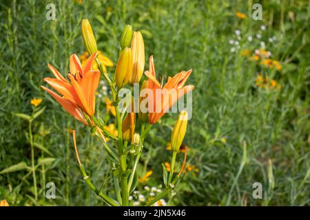 Giglio arancione nel giardino estivo. Primo piano di fiori di giglio. Sfondo floreale naturale. Foto Stock