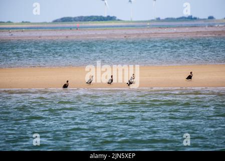 I cormorani camminano su un bar di sabbia nel mare nord a mezzogiorno con un parco eolico sullo sfondo Foto Stock