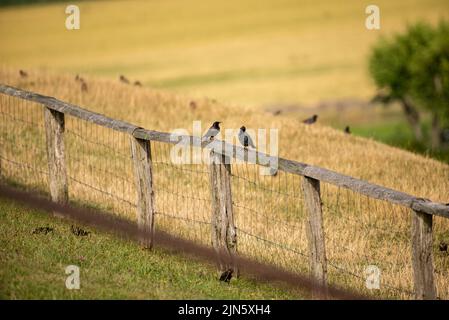 Due starlings appollaiarono su una recinzione che guardava Foto Stock