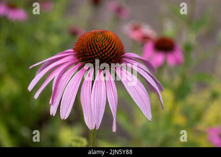 Echinacea purpurea fiori rosa nel giardino di erbe estivo. Bellissimo sfondo floreale naturale con pianta medicinale Red Sun Hat. Primo piano Foto Stock