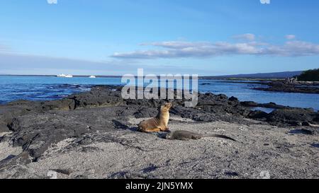 Un cucino di leoni marini e un iguana marina appeso su rocce nere nell'isola di Fernandina, Galapagos Foto Stock