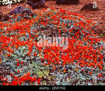 Loto berthelotii Nome latino Parrot's becco fioritura Foto Stock