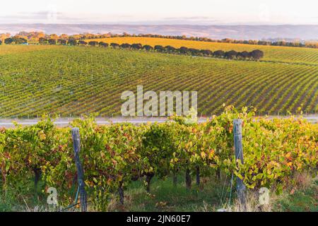 Vigneti in McLaren vale al tramonto, Australia Meridionale. Foto Stock