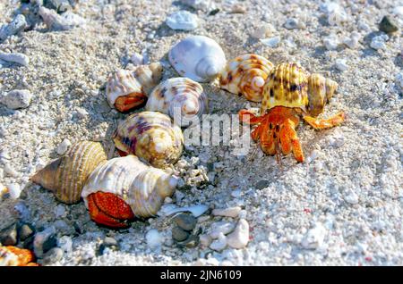 Granchi eremiti di terra rossa (Coenobita perlatus) da Flinders Cay, il Mare di Corallo. Foto Stock