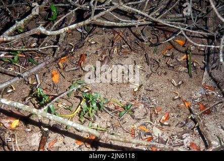 Granchi di Fiddler (Austruca sp., possibile il granchio perplesso di Fiddler, A. perplexa) tra le radici di mangrovie nel Queensland settentrionale, Australia. Foto Stock