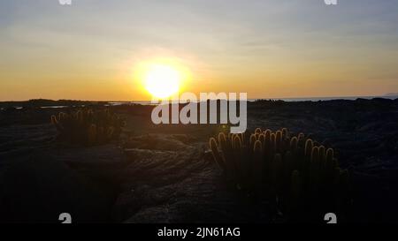 Lava Cactus su rocce nere al tramonto, isola Fernandina, Galapagos Foto Stock