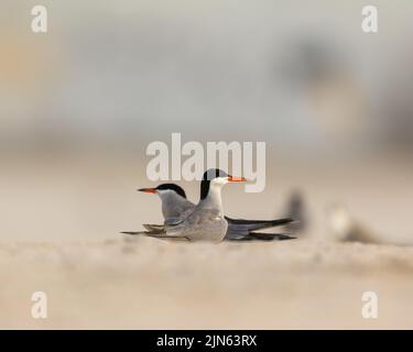 Rituale di accoppiamento a toppa bianca, Tubli, Bahrain Foto Stock